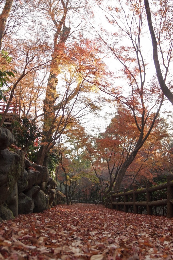 紅葉ー北野天満宮ー