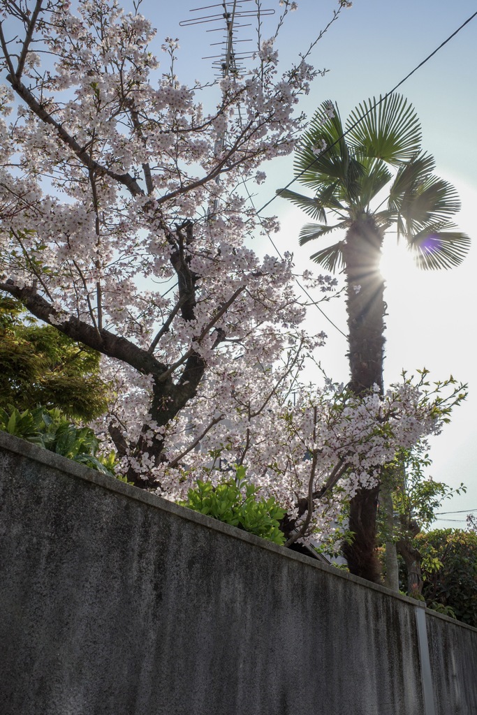 桜-2 桜とシュロ