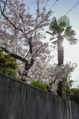 桜-2 桜とシュロ