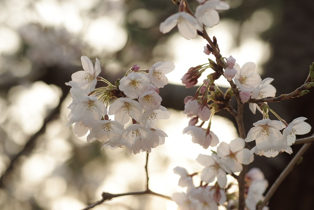 夙川の桜下見 その2