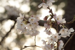 夙川の桜下見 その2