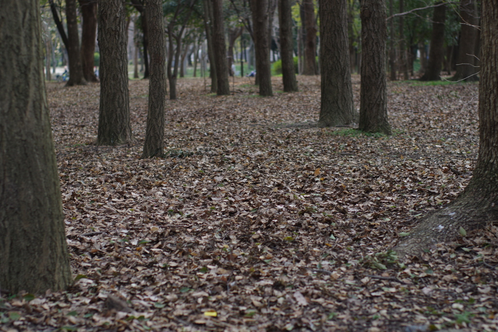 公園