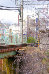 夙川の桜(3)