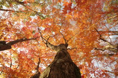 紅葉3ー北野天満宮ー