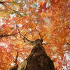 紅葉3ー北野天満宮ー