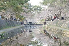 夙川の桜下見 その3