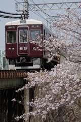桜-7 夙川の桜と阪急電車