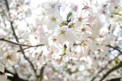 桜-10