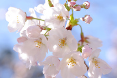 夙川の桜(2)