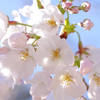 夙川の桜(2)