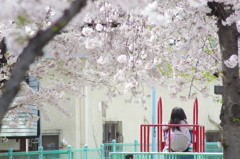 桜