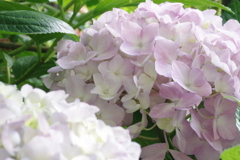 庭の紫陽花 3