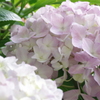 庭の紫陽花 3