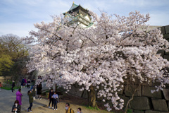 大阪城と桜