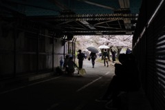 造幣局-桜の通り抜け 3