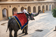 アンベール城内の象使い