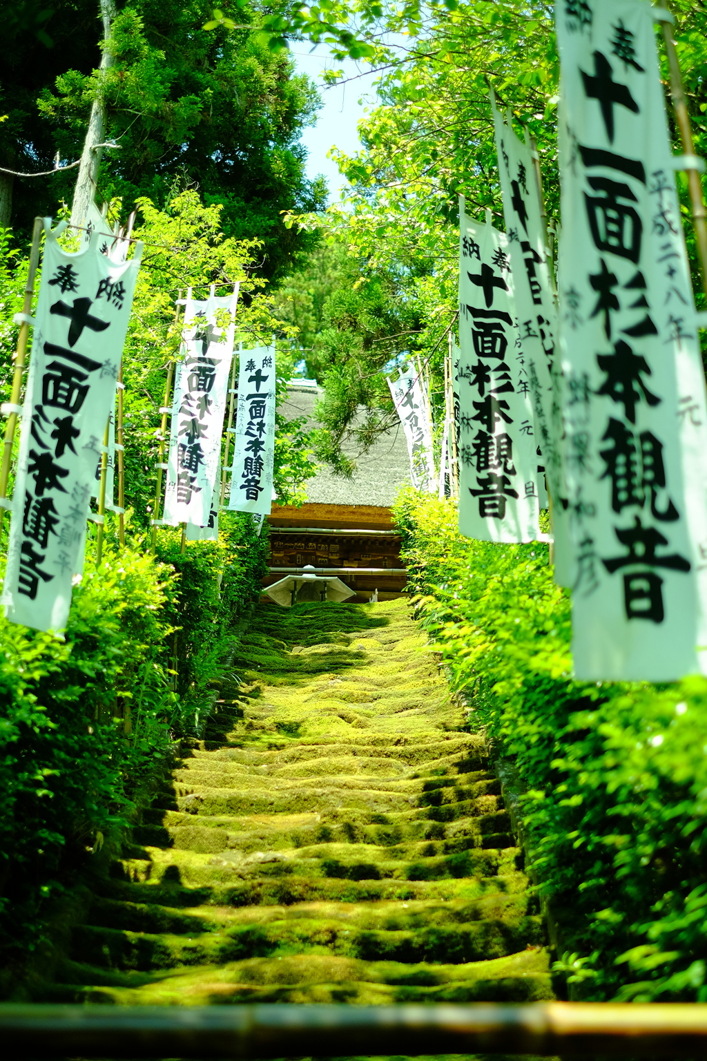 鎌倉あじさい散歩 杉本寺 苔の階段 By Genostar Id 写真共有サイト Photohito