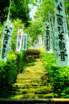 鎌倉あじさい散歩①杉本寺、苔の階段