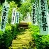 鎌倉あじさい散歩①杉本寺、苔の階段