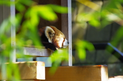 Zzzzzz....　野毛山