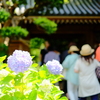 鎌倉あじさい散歩③報国寺