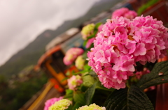 スナップ紫陽花