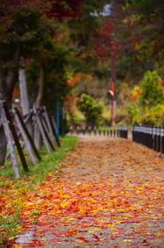 red n yellow road