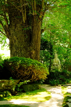 鎌倉あじさい散歩④お出迎えしていただくのは。。