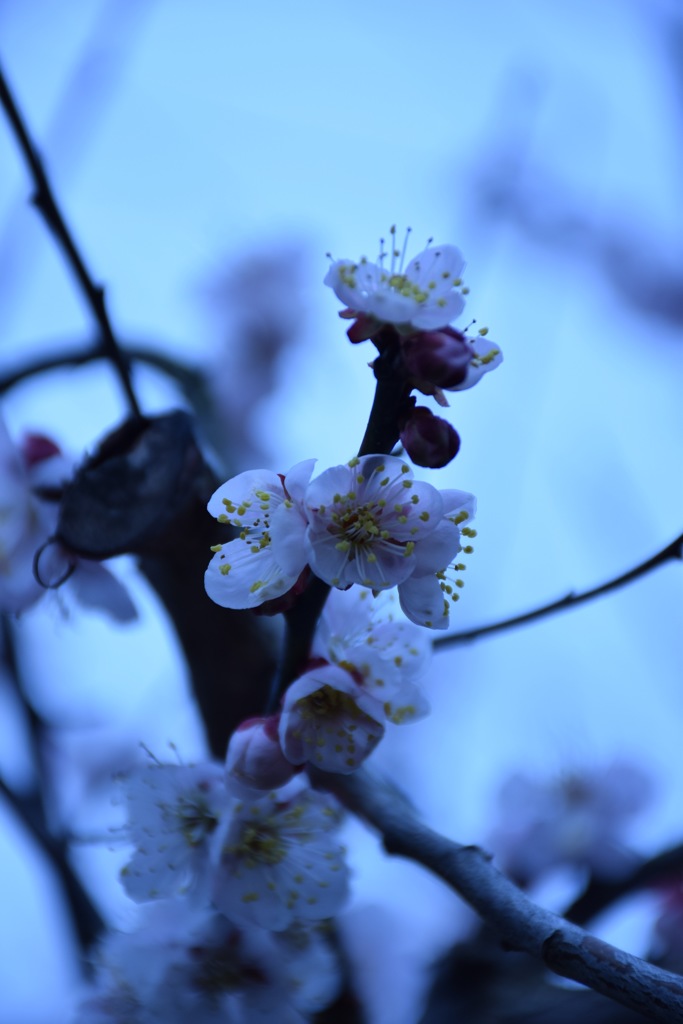 梅の花