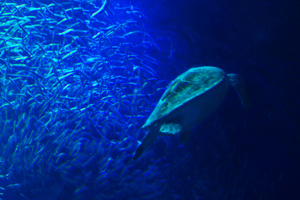 Deep Blue