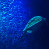 Deep Blue