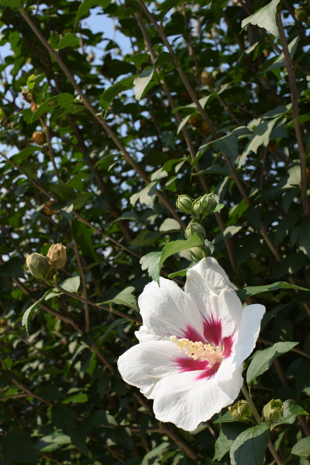 朝の木槿