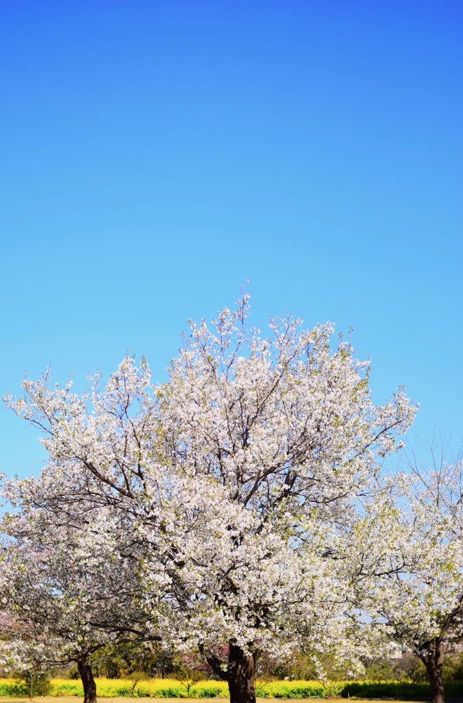 今年は見ることが出来ました。