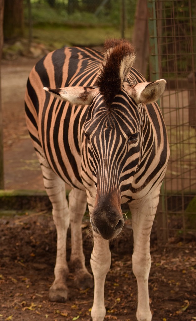 サファリパークにて２