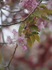 桜餅の香り