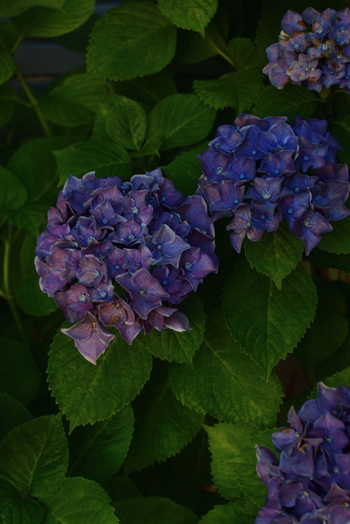 私の中の紫陽花（カラー版）