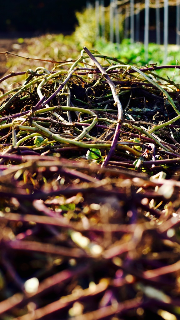芋掘後蔓