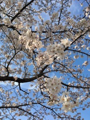 セツナイキモチ