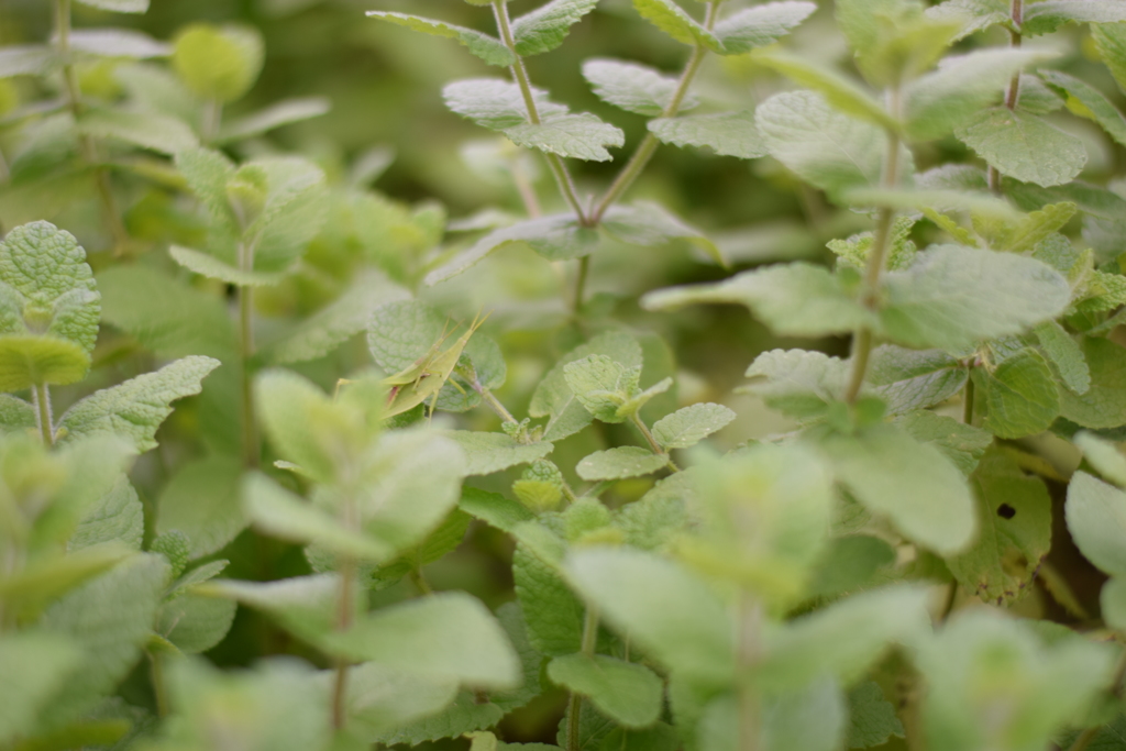 ミントの森の住人