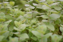 ミントの森の住人