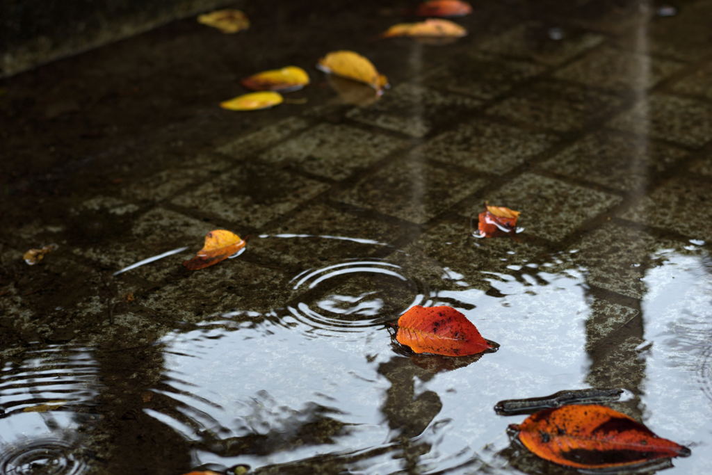雨音