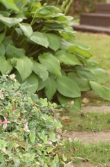 アイビー・ギボウシ