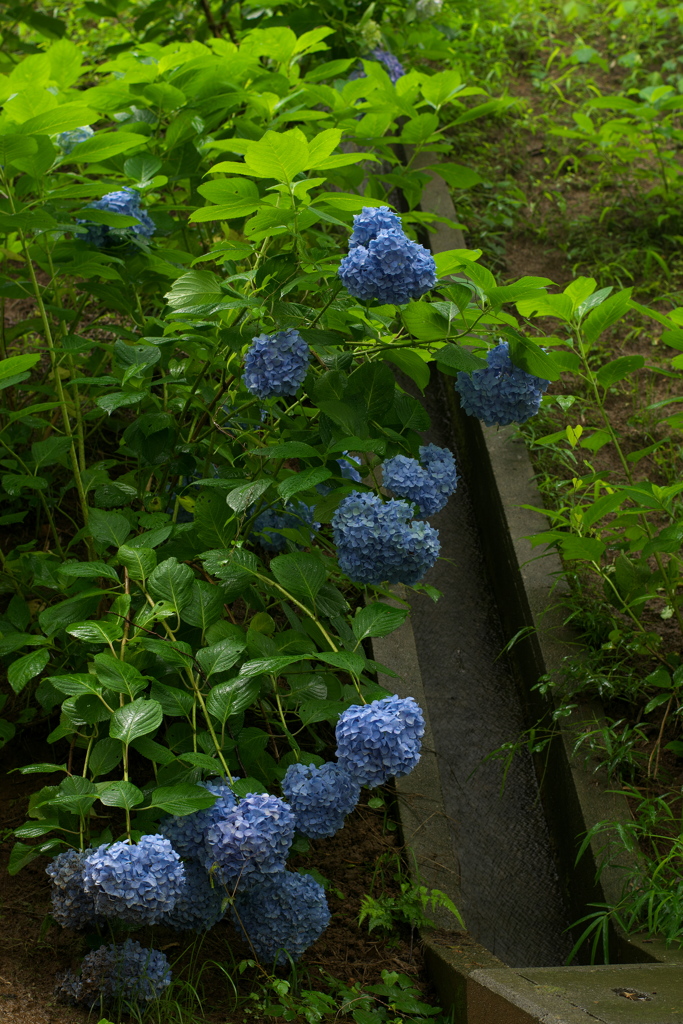 雨