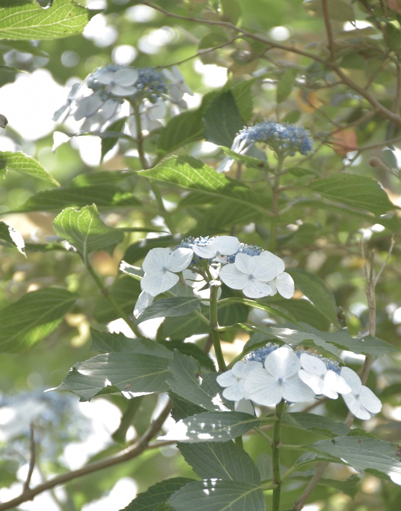 木漏れ日の紫陽花