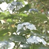 木漏れ日の紫陽花