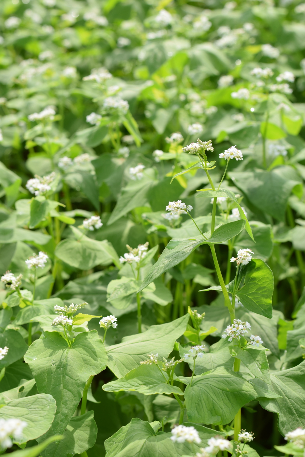 蕎麦の花