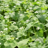 蕎麦の花