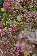 枯れて尚華やかに映る