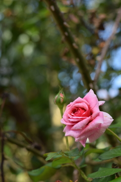 路地裏に咲く薔薇
