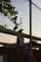 夕日に照らされて